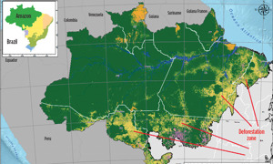 FIG. 5. The Amazon forest (green) and areas of deforestation (yellow). Source: Mapbiomas.org.